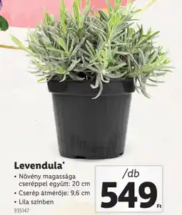 Lidl Levendula ajánlat