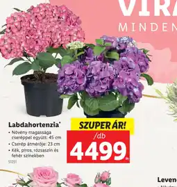 Lidl Labdahortenzia ajánlat