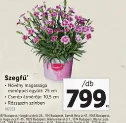 Lidl Szegfű ajánlat