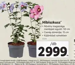 Lidl Hibiszkusz ajánlat