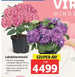 Lidl Labdahortenzia ajánlat