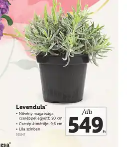 Lidl Levendula ajánlat
