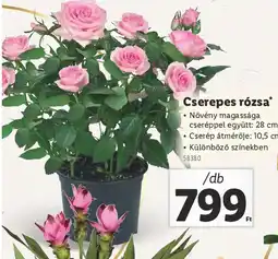 Lidl Cserepes rzsa ajánlat