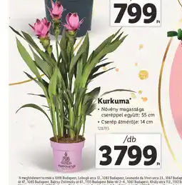 Lidl Kurkuma ajánlat