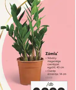 Lidl Zámia ajánlat