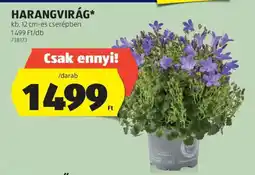 ALDI Harangvirág ajánlat