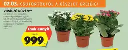 ALDI VIRÁGZÓ NÖVÉNY ajánlat