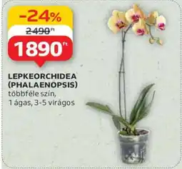Auchan Lepkeorchidea (Phalaenopsis) ajánlat
