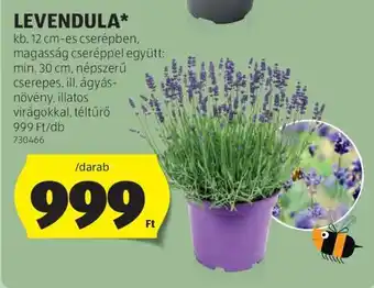 ALDI Levendula ajánlat