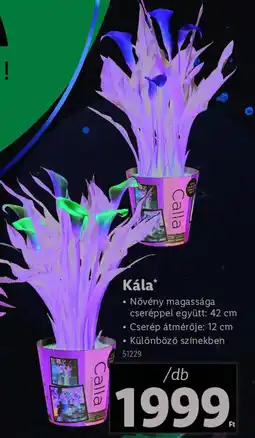 Lidl Kála ajánlat