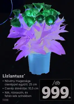 Lidl Liziantusz ajánlat