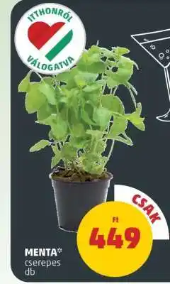 PENNY Menta cserepes ajánlat