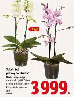 Lidl Sokvirágú pillangóorchidea ajánlat