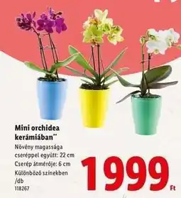 Lidl Mini orchidea kerámiában ajánlat