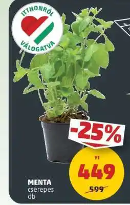 PENNY Menta cserepes ajánlat