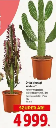 Óriás sivatagi kaktusz