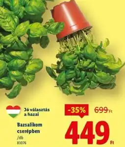 Lidl Bazsalikom cserépben ajánlat
