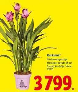 Lidl Kurkuma ajánlat