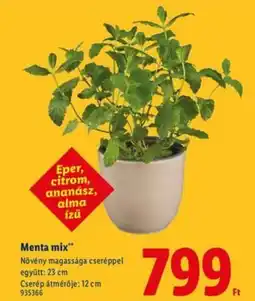 Menta mix