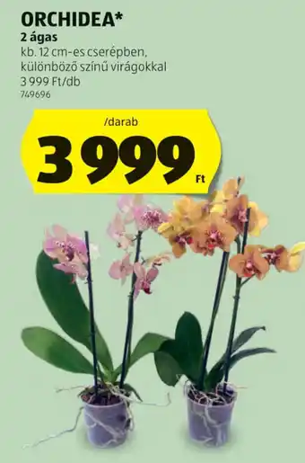 ALDI Orchidea ajánlat
