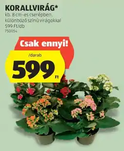 ALDI Korallvirág ajánlat