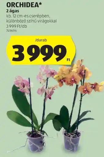 ALDI Orchidea ajánlat