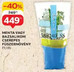 Auchan Menta, bazsalikom cserepes fűszernövény ajánlat