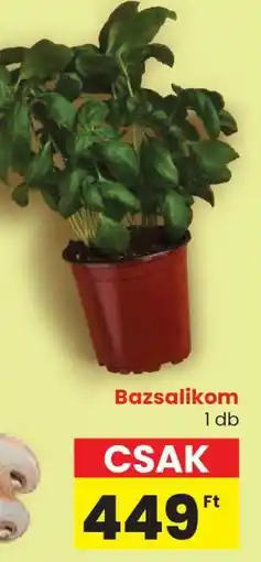 Bazsalikom