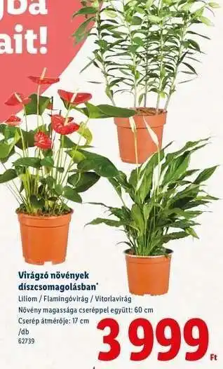 Lidl Virágzó növények díszcsomagolásban ajánlat
