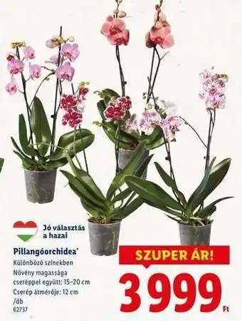 Lidl Pillangóorchidea ajánlat