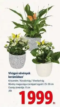 Lidl Virágzó növények kerámiában ajánlat