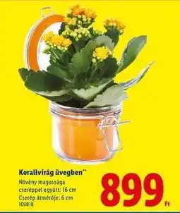 Lidl Korallvirág üvegben ajánlat