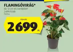 ALDI Flamingóvirág ajánlat