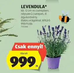 ALDI Levendula ajánlat