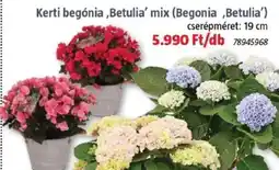 Bauhaus Kerti begónia,Betulia' mix ajánlat