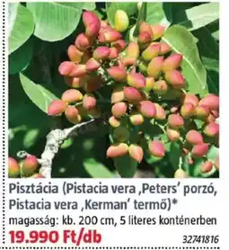 Pisztácia