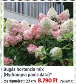 Bauhaus Bugás hortenzia mix ajánlat