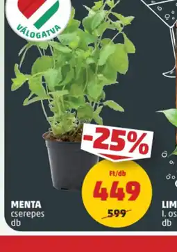 PENNY Menta cserépes ajánlat