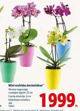 Lidl Mini orchidea kerámiában ajánlat