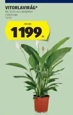 ALDI VITORLAVIRÁG ajánlat
