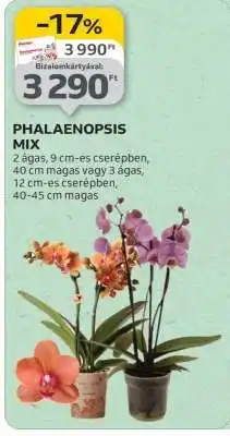 Auchan PHALAENOPSIS MIX ajánlat