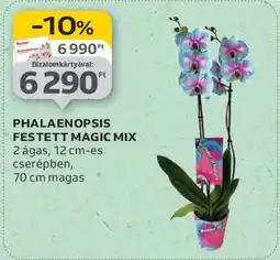 Auchan PHALAENOPSIS FESTETT MAGIC MIX ajánlat