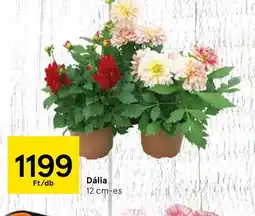 Tesco Dália ajánlat