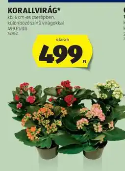 ALDI Korallvirág ajánlat