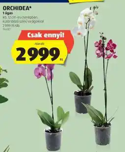 ALDI ORCHIDEA ajánlat
