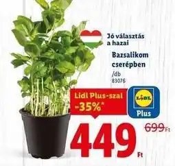 Lidl Bazsalikom cserépben ajánlat