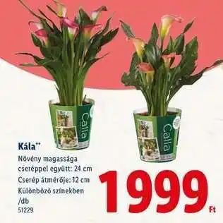 Lidl Kála ajánlat