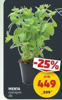 PENNY Menta cserepes ajánlat