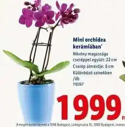Lidl Mini orchidea kerámiában ajánlat
