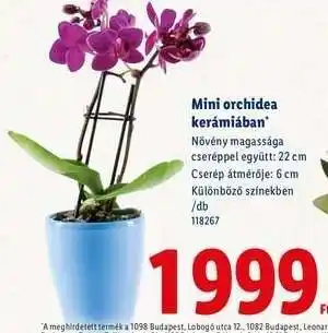 Lidl Mini orchidea kerámiában ajánlat